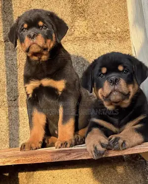 Photo - 1-3 months Female Purebred Rottweiler