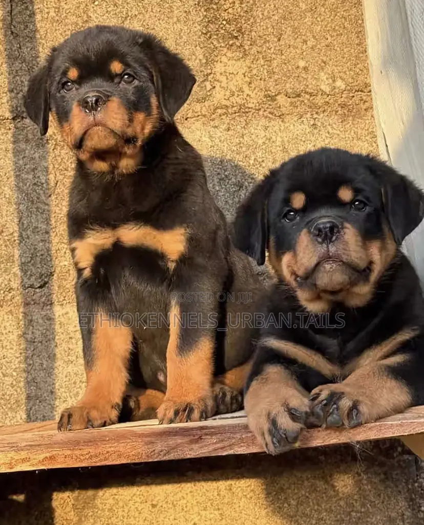 1-3 months Female Purebred Rottweiler