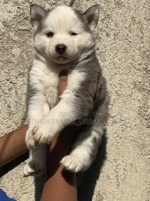 Photo - 1-3 months Female Purebred Siberian Husky