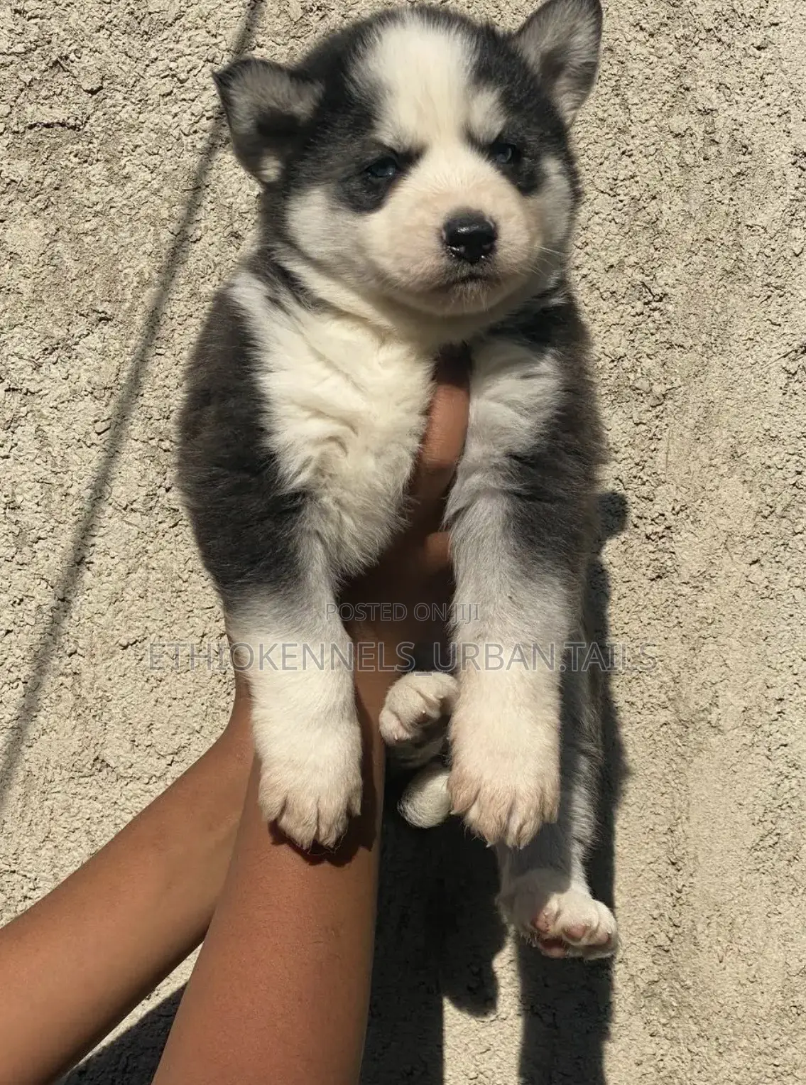 1-3 months Female Purebred Siberian Husky