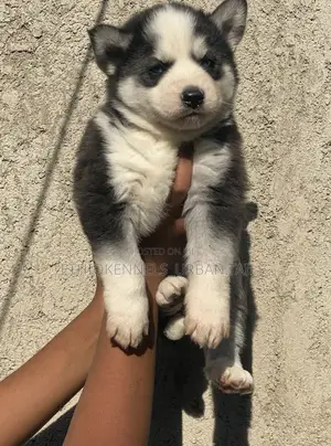 1-3 months Female Purebred Siberian Husky