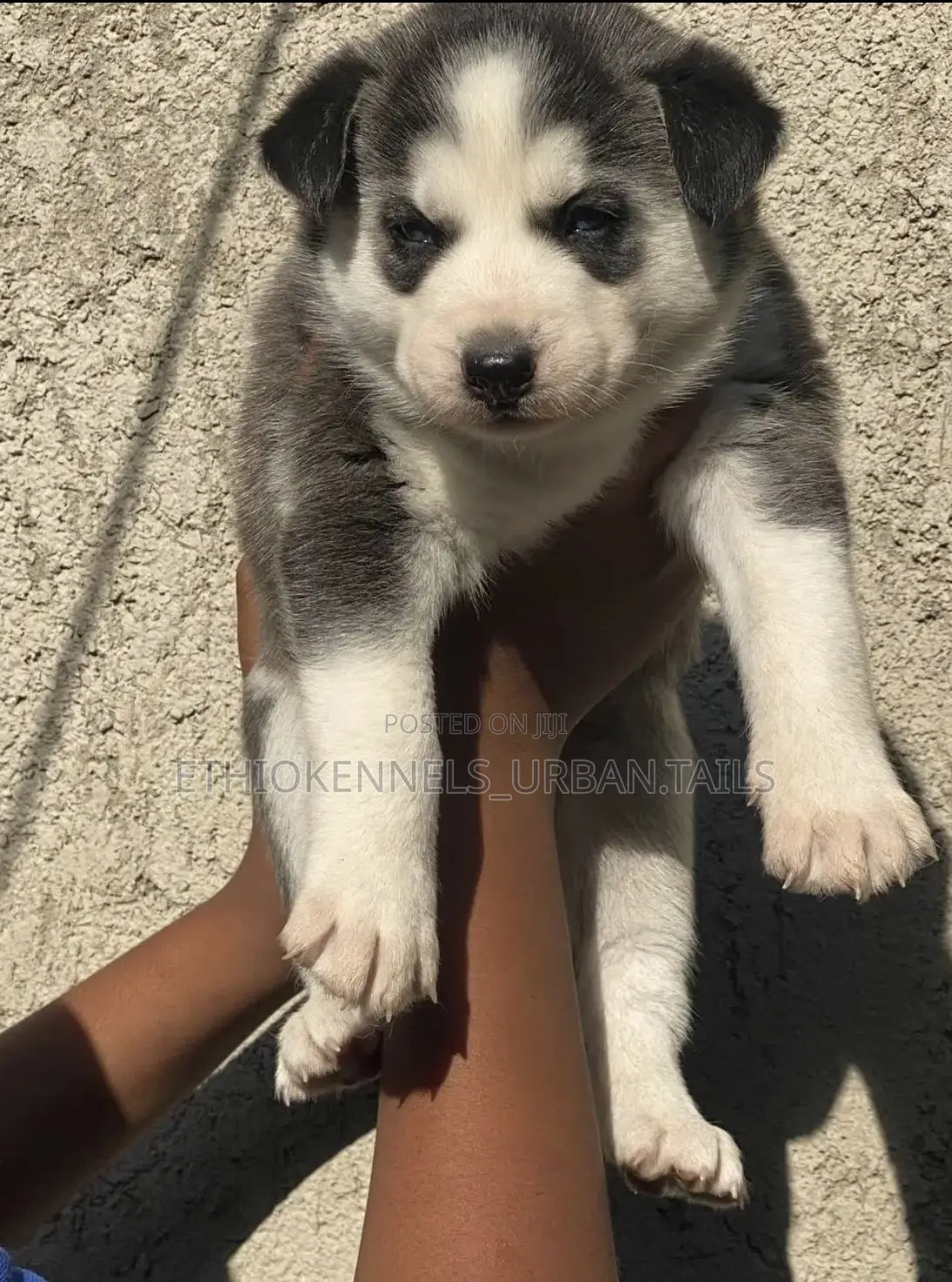 1-3 months Female Purebred Siberian Husky