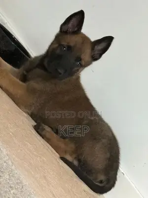 1-3 months Male Mixed Breed Belgian Malinois