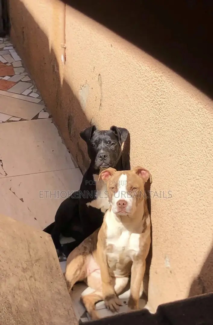 1-3 months Male Purebred American Pit Bull Terrier