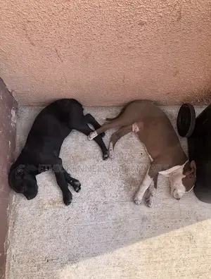 1-3 months Male Purebred American Pit Bull Terrier