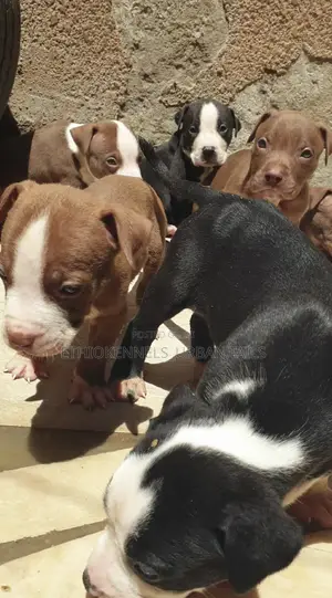 Photo - 1-3 months Male Purebred American Pit Bull Terrier