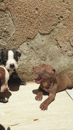 1-3 months Male Purebred American Pit Bull Terrier