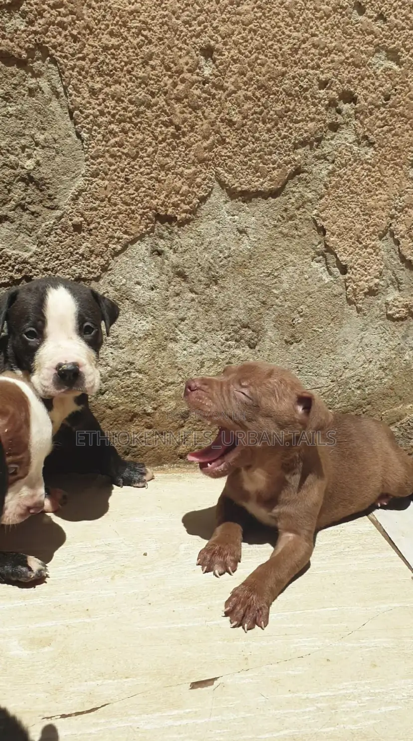 1-3 months Male Purebred American Pit Bull Terrier