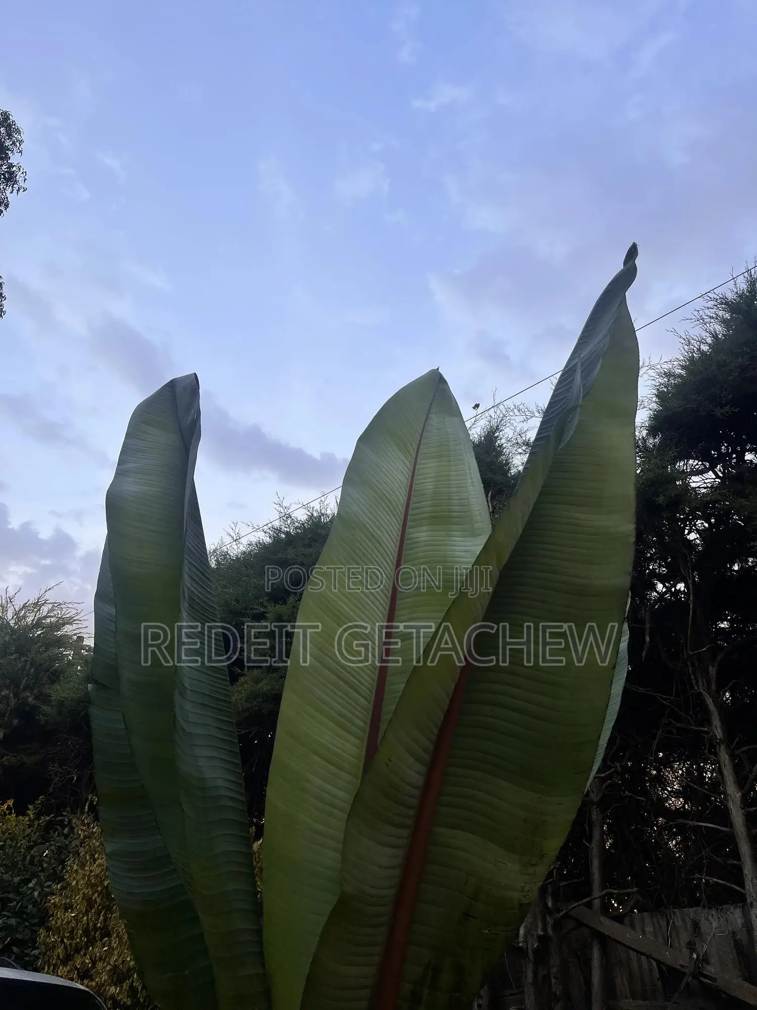 Food Zone Supplement