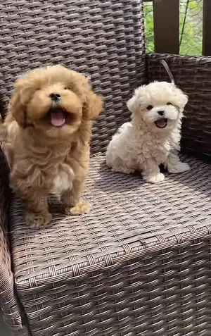 1-3 months Male Purebred Maltese