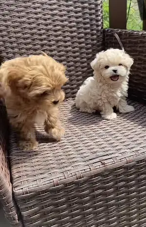 1-3 months Male Purebred Maltese