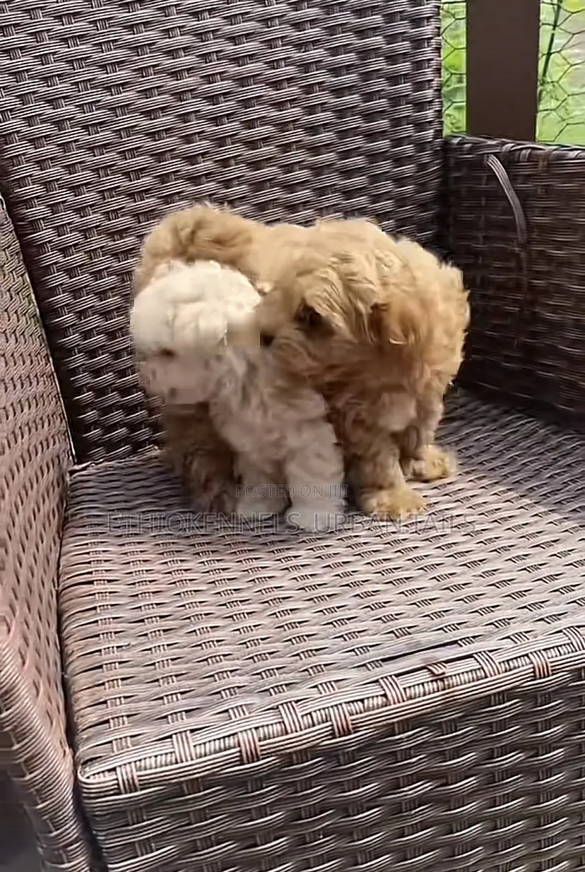 1-3 months Male Purebred Maltese