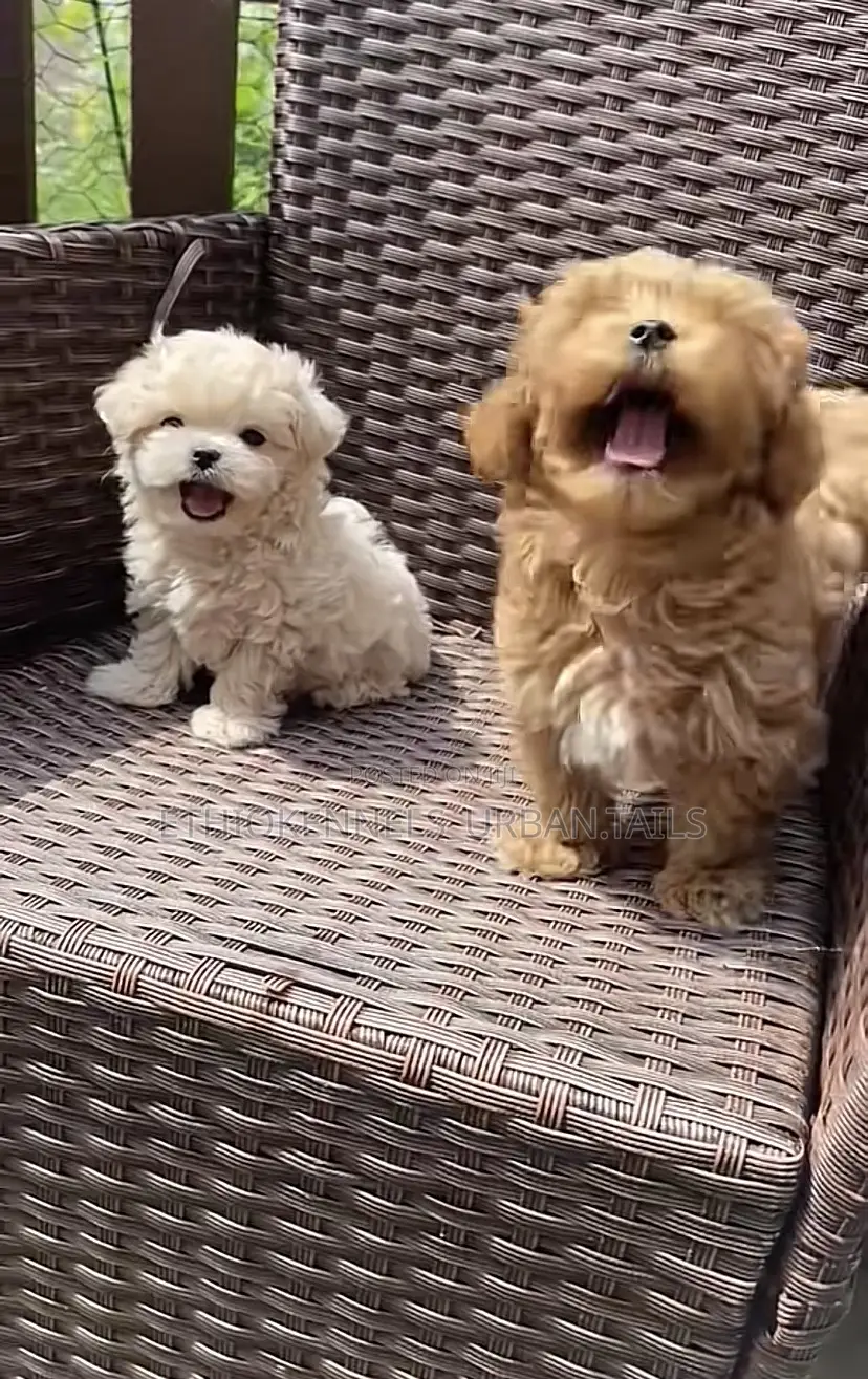 1-3 months Male Purebred Maltese