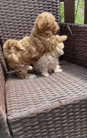 1-3 months Male Purebred Maltese