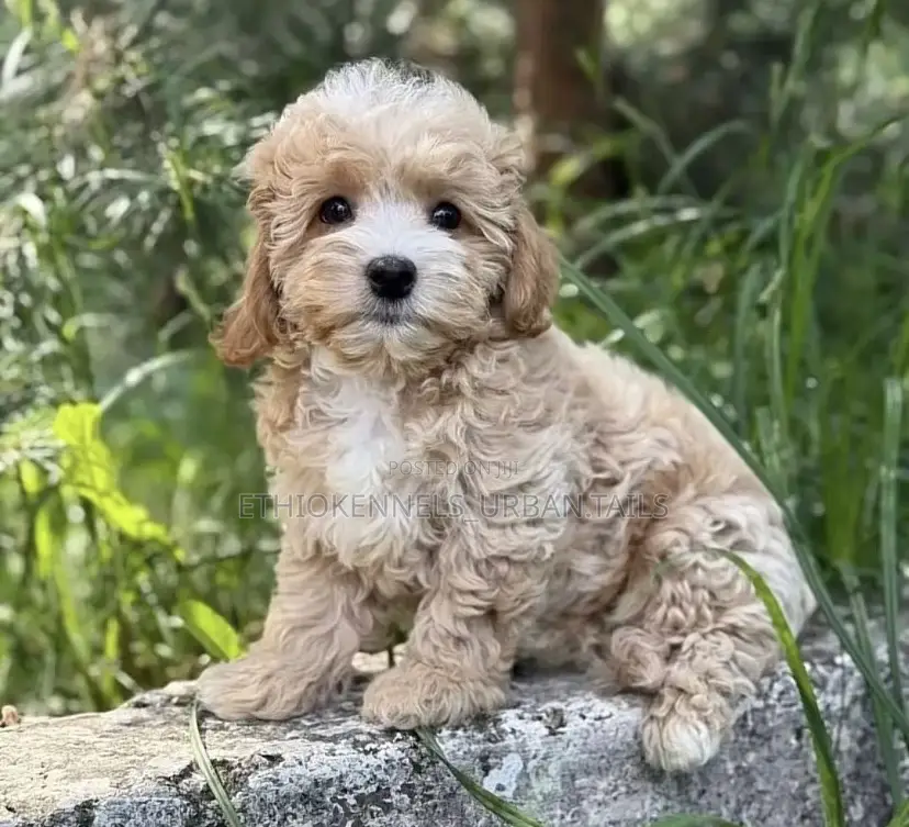 1-3 months Male Mixed Breed Maltese