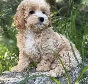 1-3 months Male Mixed Breed Maltese