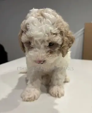 1-3 months Male Purebred Maltese