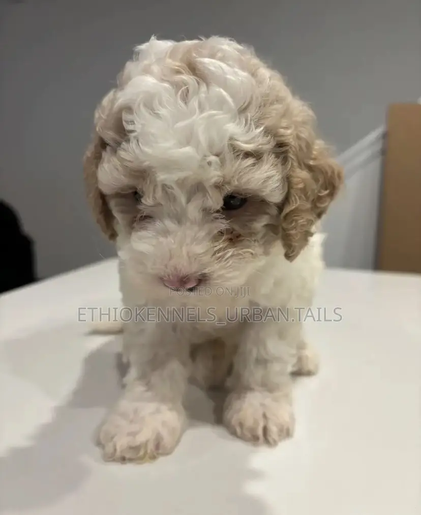 1-3 months Male Purebred Maltese