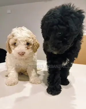 1-3 months Male Purebred Maltese