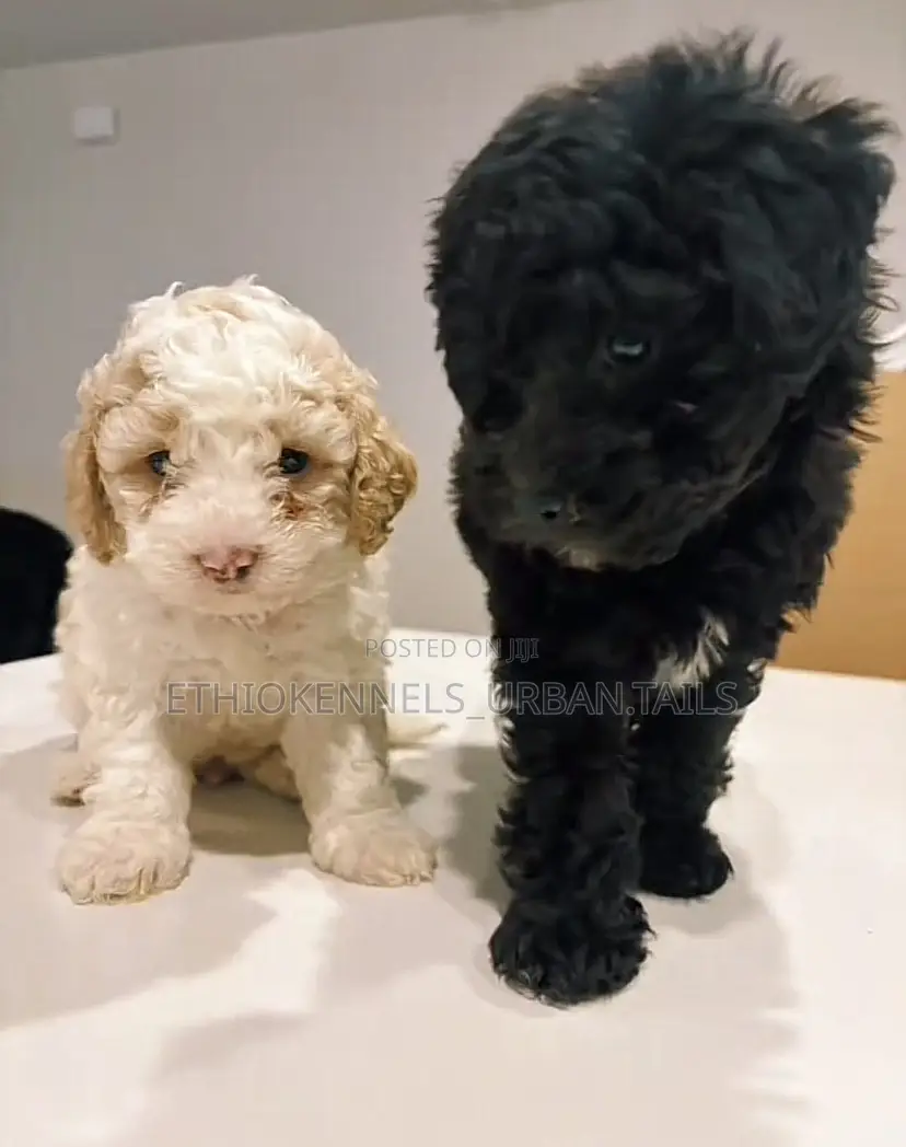 1-3 months Male Purebred Maltese