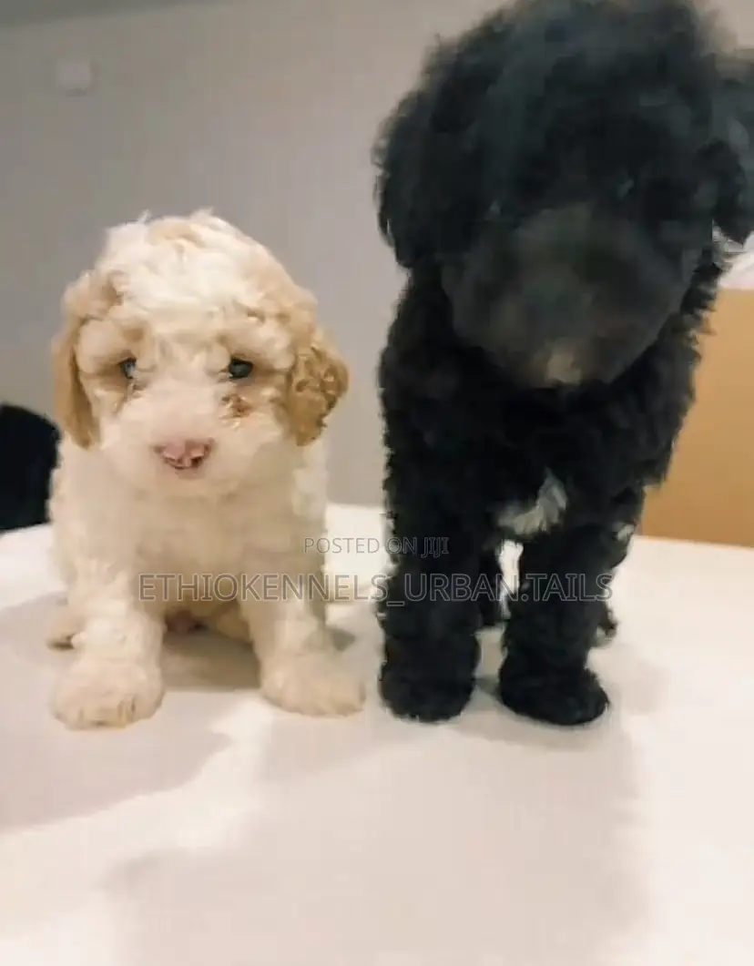 1-3 months Male Purebred Maltese