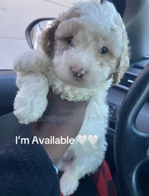 Photo - 1-3 months Male Purebred Maltese