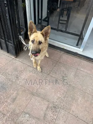 1+ year Male Purebred German Shepherd