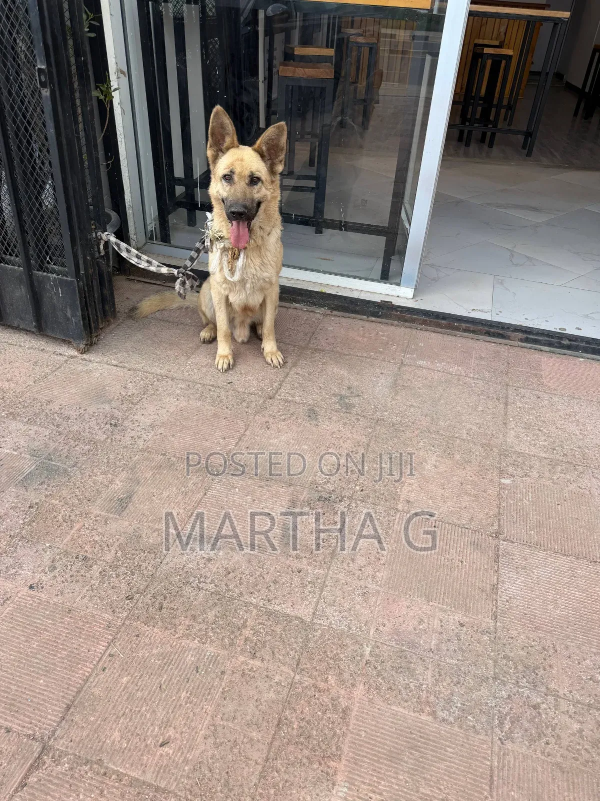 1+ year Male Purebred German Shepherd