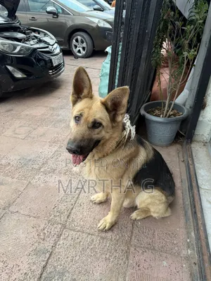 1+ year Male Purebred German Shepherd