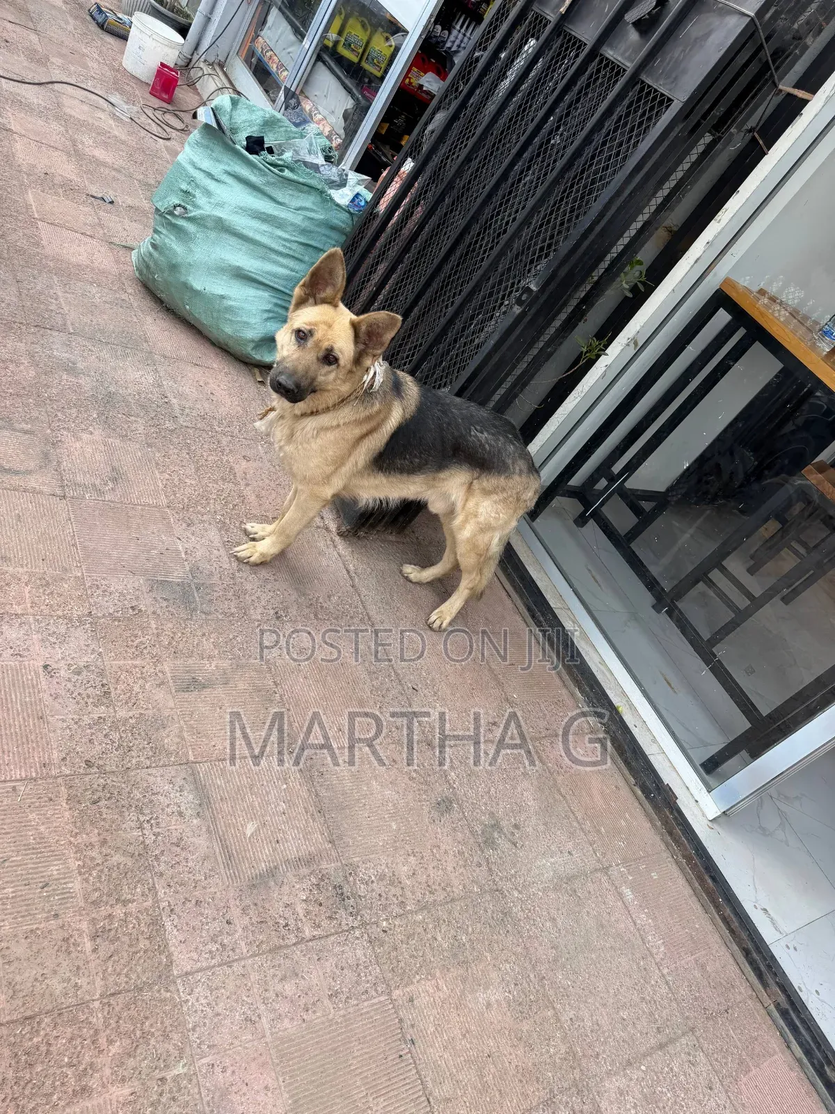 1+ year Male Purebred German Shepherd