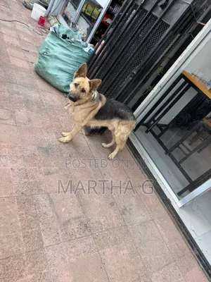 Photo - 1+ year Male Purebred German Shepherd