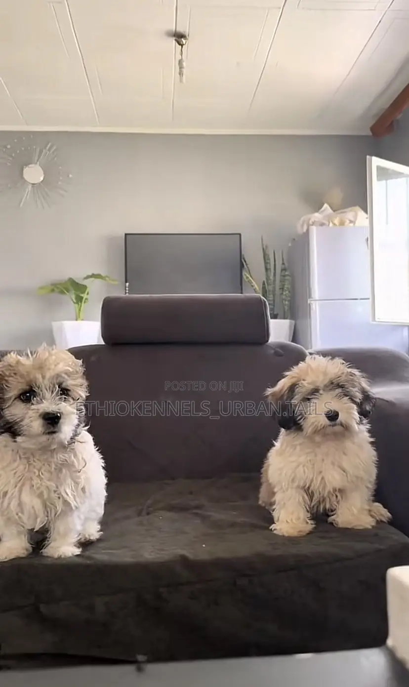 1-3 months Male Purebred Shih Tzu