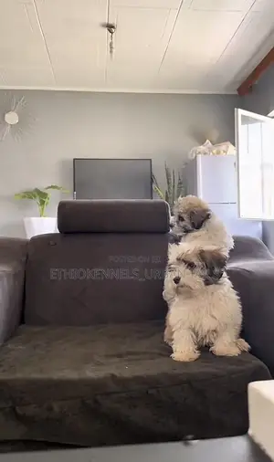 1-3 months Male Purebred Shih Tzu