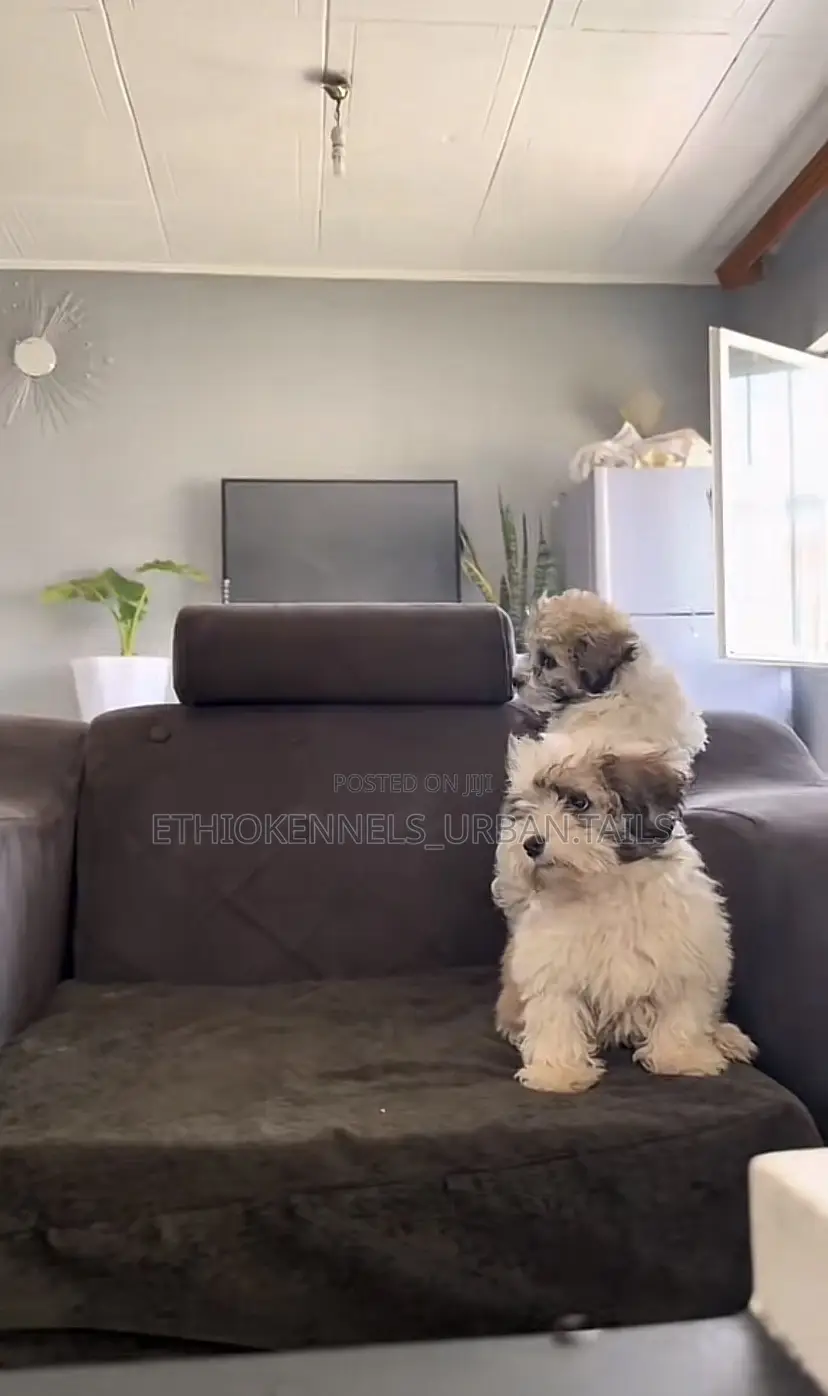 1-3 months Male Purebred Shih Tzu