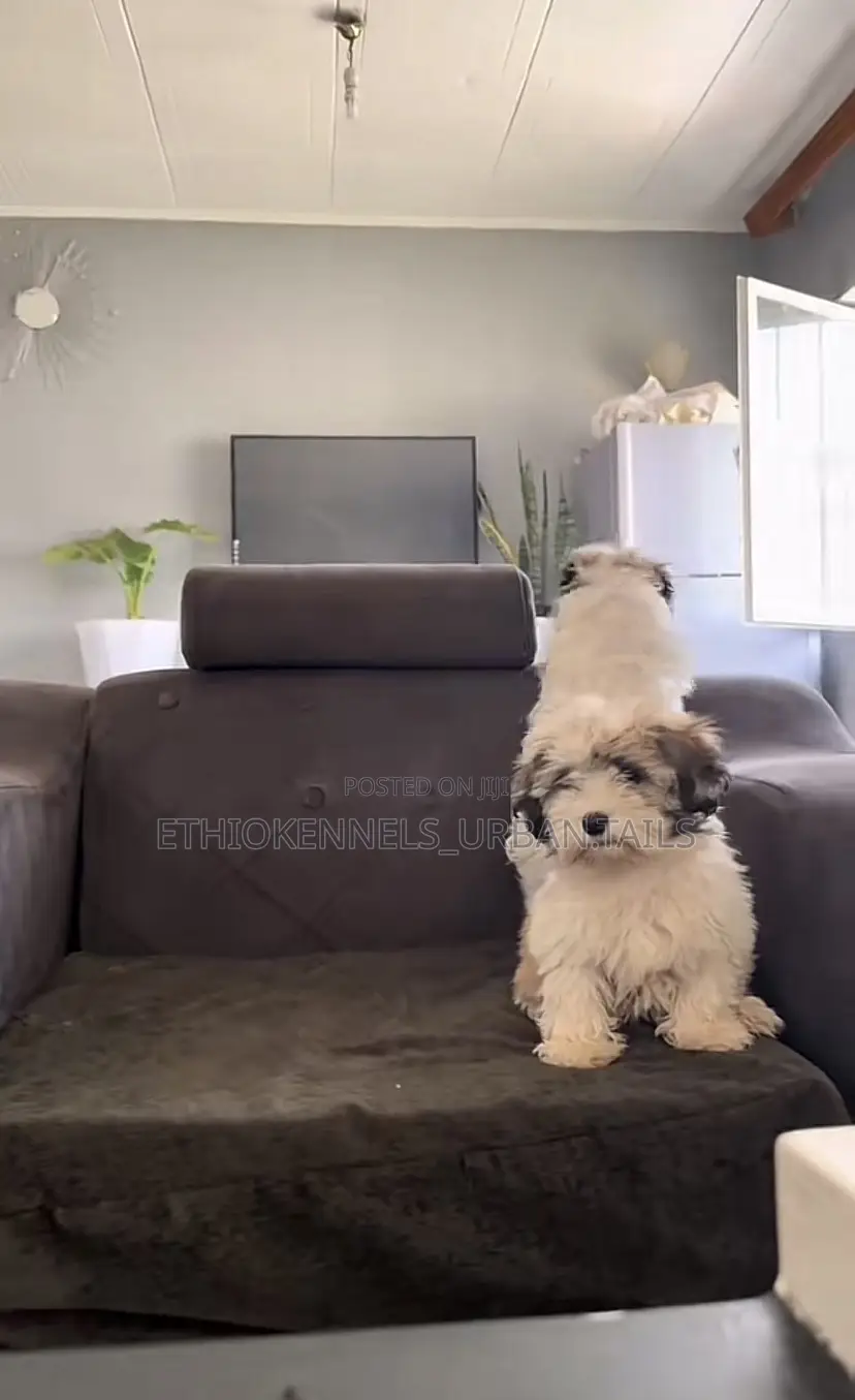 1-3 months Male Purebred Shih Tzu