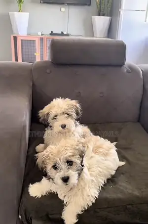 Photo - 1-3 months Male Purebred German Shepherd