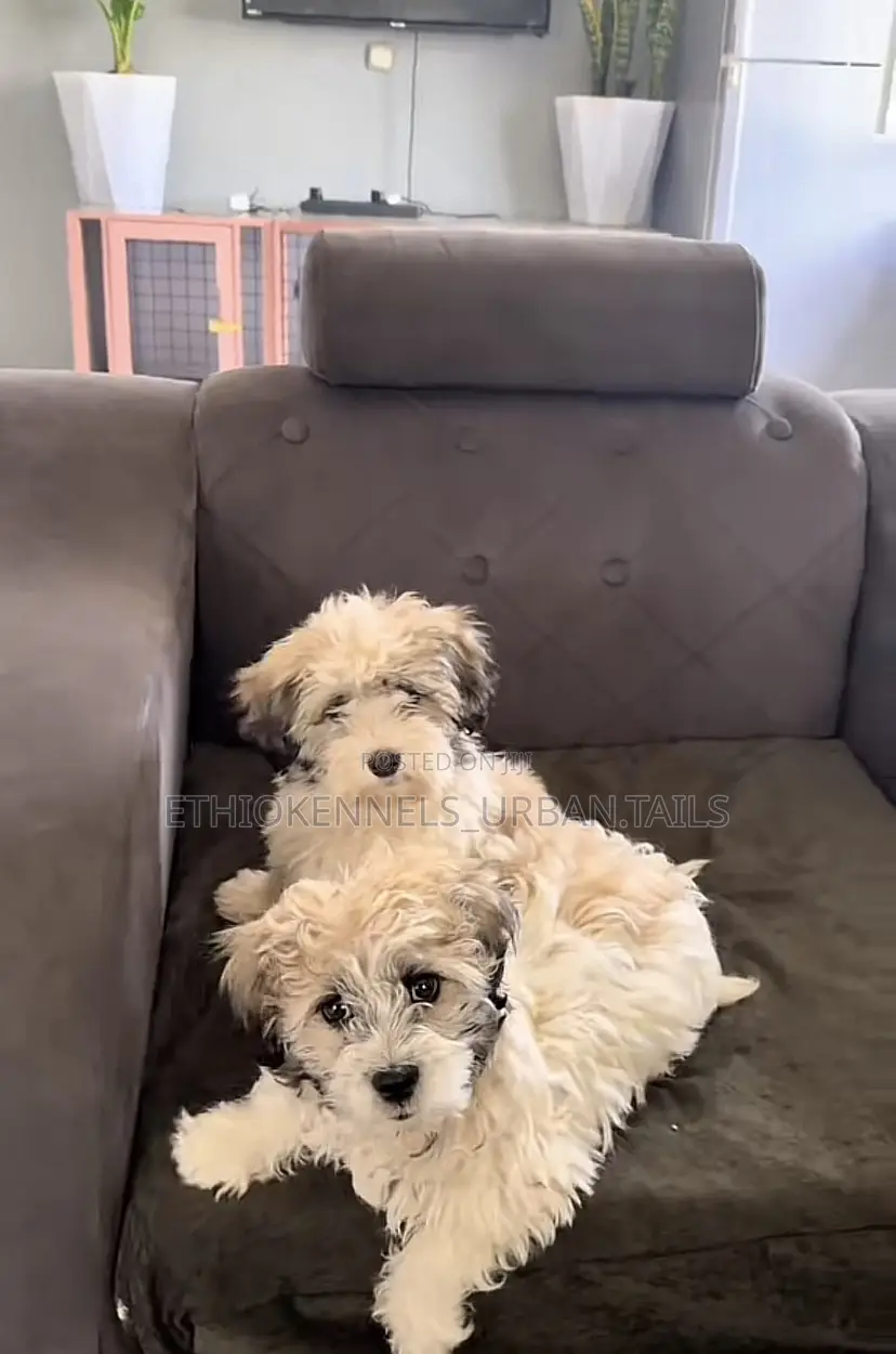 1-3 months Male Purebred German Shepherd