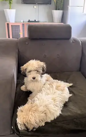 1-3 months Male Purebred German Shepherd