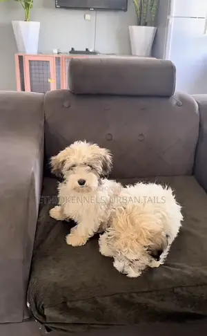 1-3 months Male Purebred German Shepherd