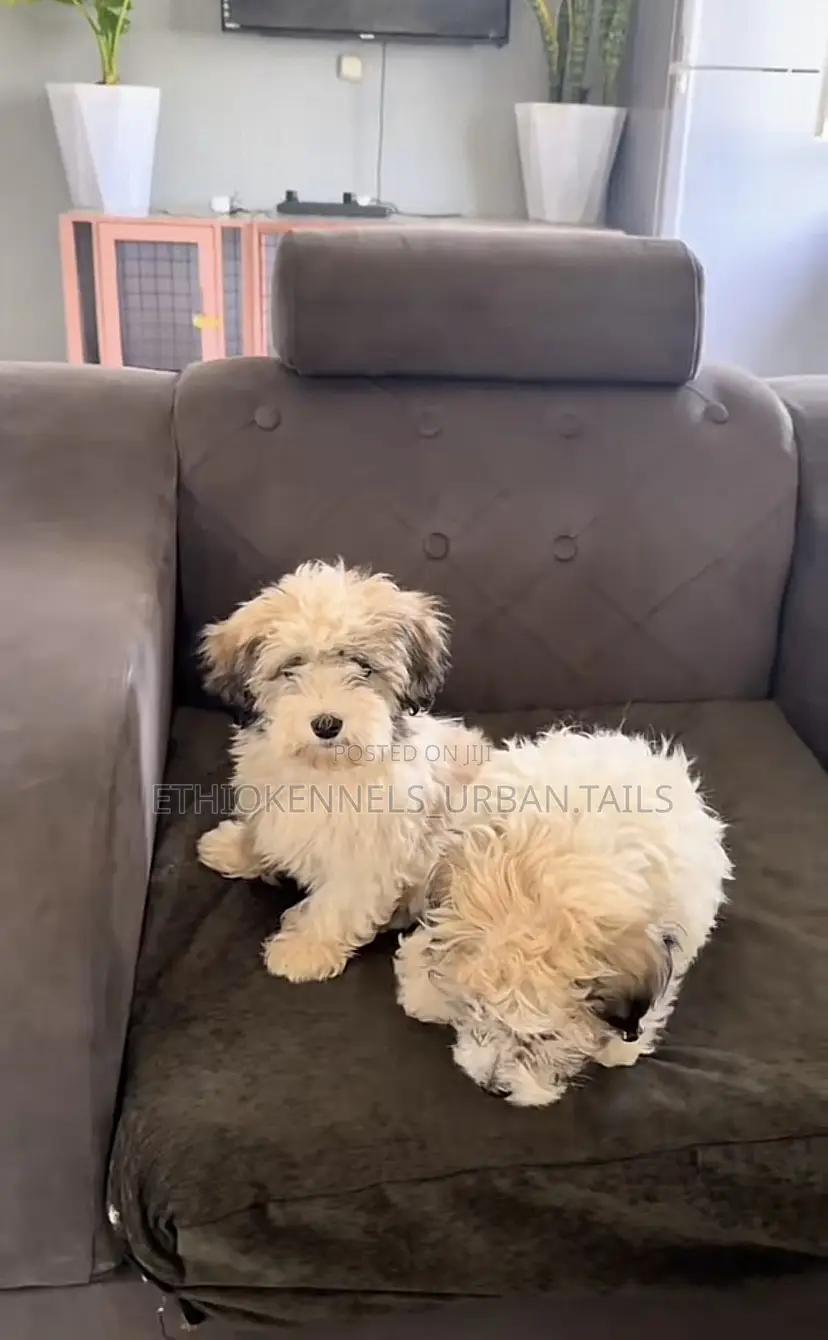 1-3 months Male Purebred German Shepherd