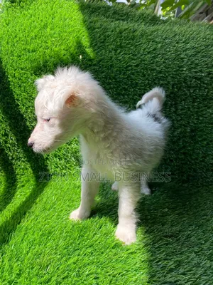 1-3 months Female Purebred Maltese