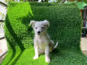 1-3 months Female Purebred Maltese