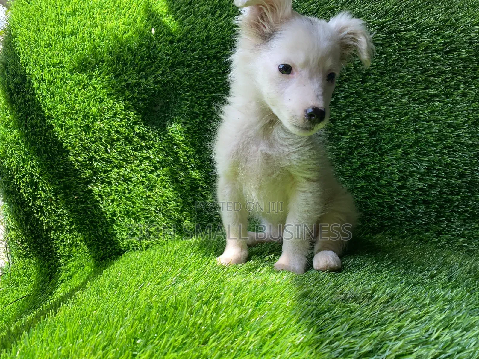 1-3 months Female Purebred Maltese