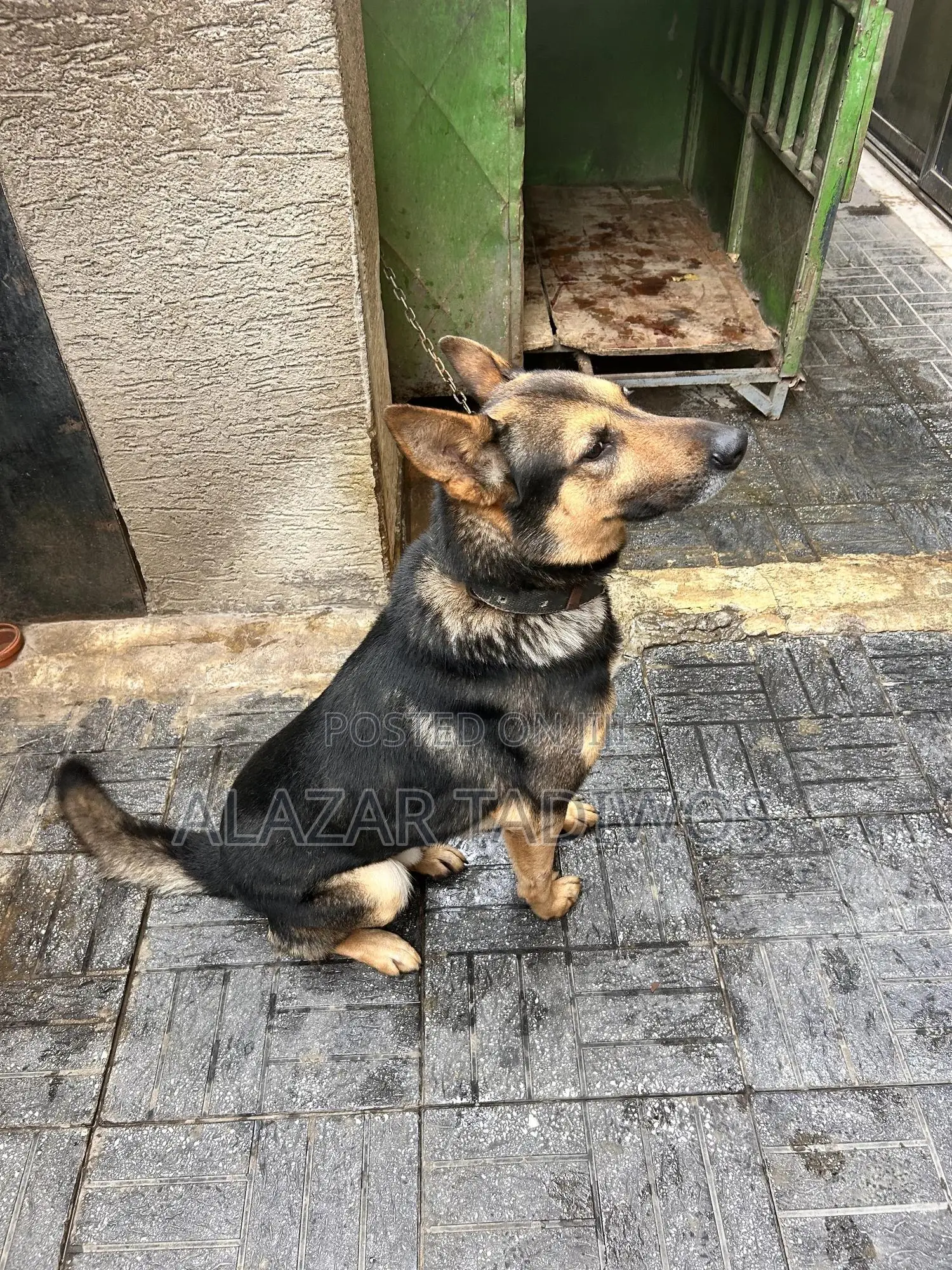 1+ year Male Purebred German Shepherd