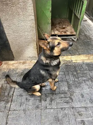 1+ year Male Purebred German Shepherd