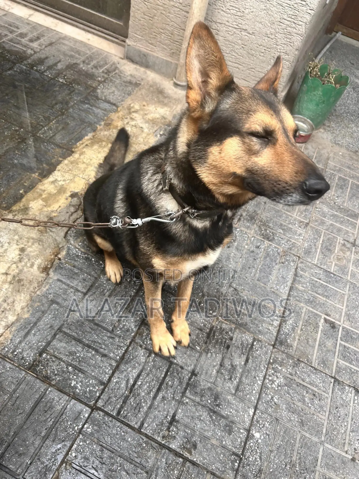 1+ year Male Purebred German Shepherd