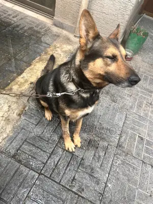 Photo - 1+ year Male Purebred German Shepherd