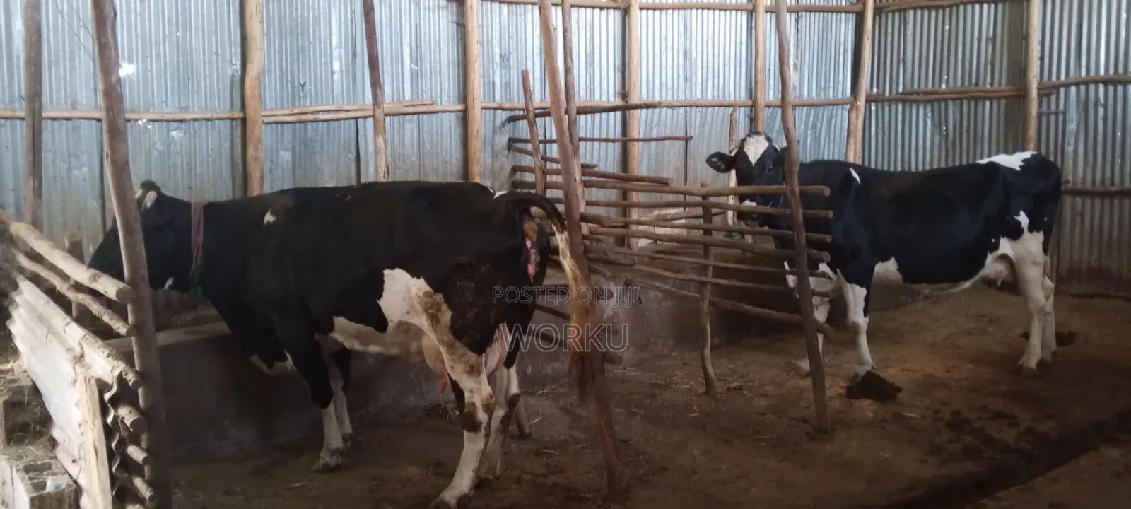 2 Lamoch, 8 Months Irguz, 1 Lam 300,000 Sihon. Tijjaw 20,000