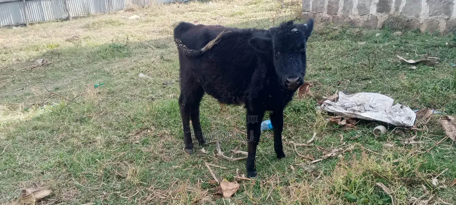 2 Lamoch, 8 Months Irguz, 1 Lam 300,000 Sihon. Tijjaw 20,000