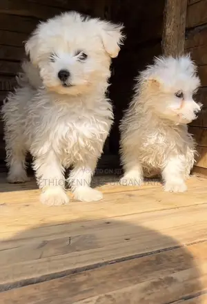 Photo - 1-3 months Male Purebred Maltese
